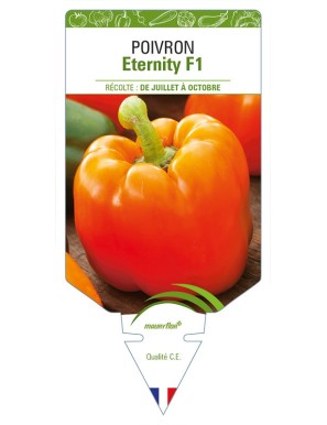 Poivron Eternity F1