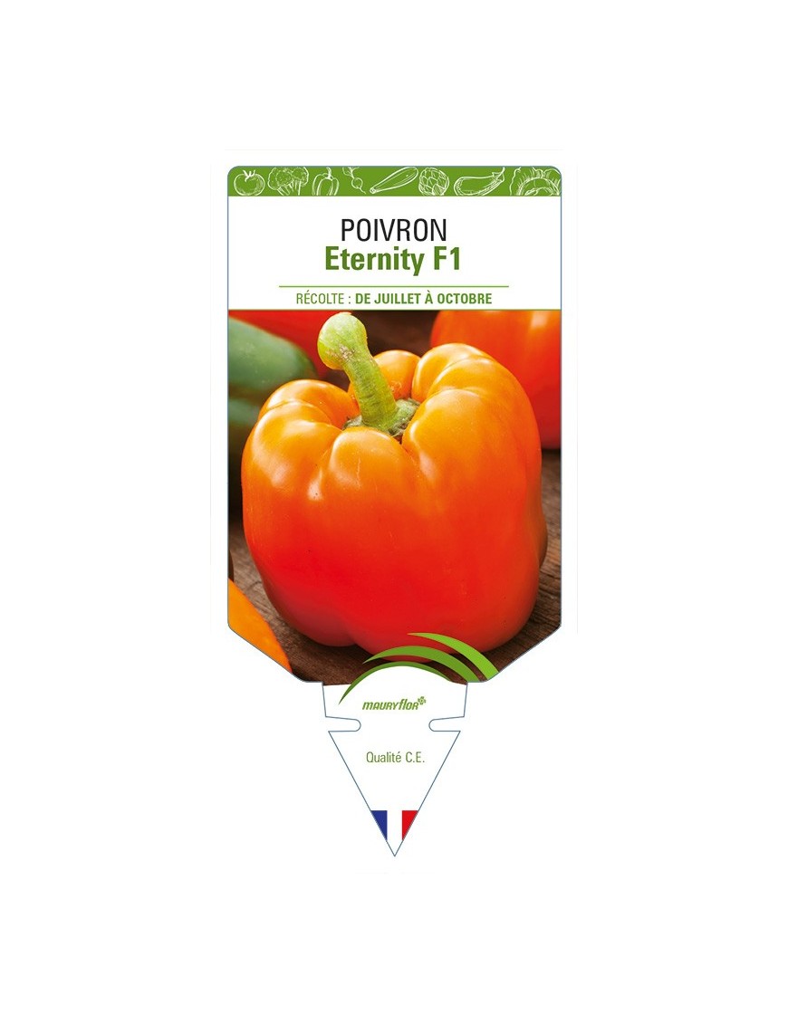 Poivron Eternity F1