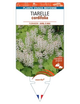 TIARELLA CORDIFOLIA (blanc)