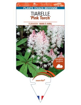 TIARELLA Pink Torch