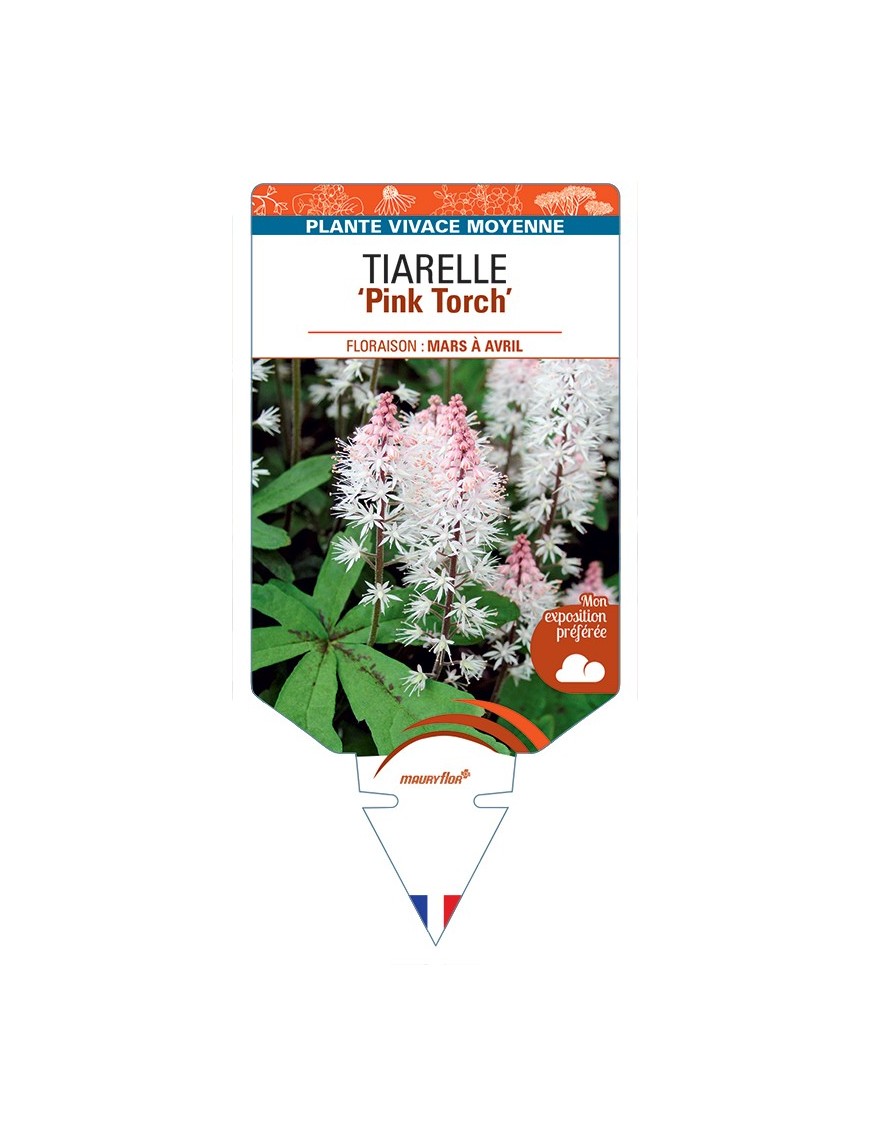 TIARELLA Pink Torch
