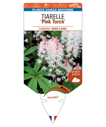 TIARELLA Pink Torch