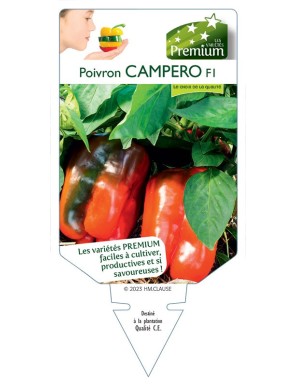 Poivron Campero F1