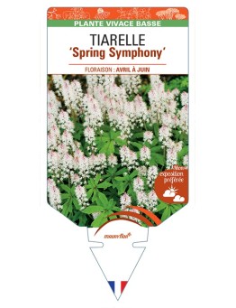 TIARELLA Spring Symphony