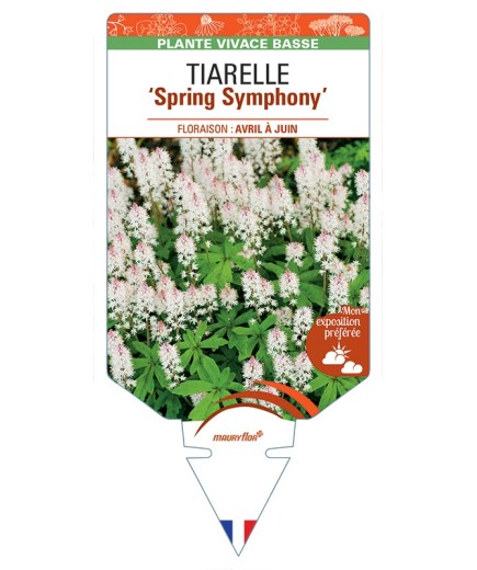 TIARELLA Spring Symphony