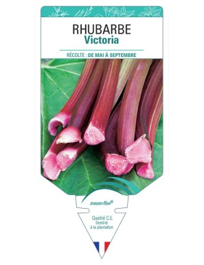 RHUBARBE Victoria