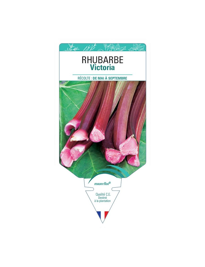 RHUBARBE Victoria
