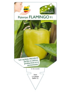 Poivron FLAMINGO F1