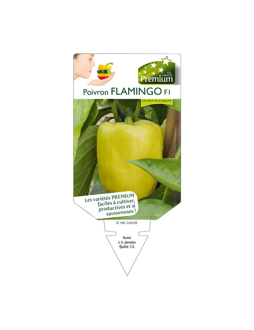 Poivron FLAMINGO F1