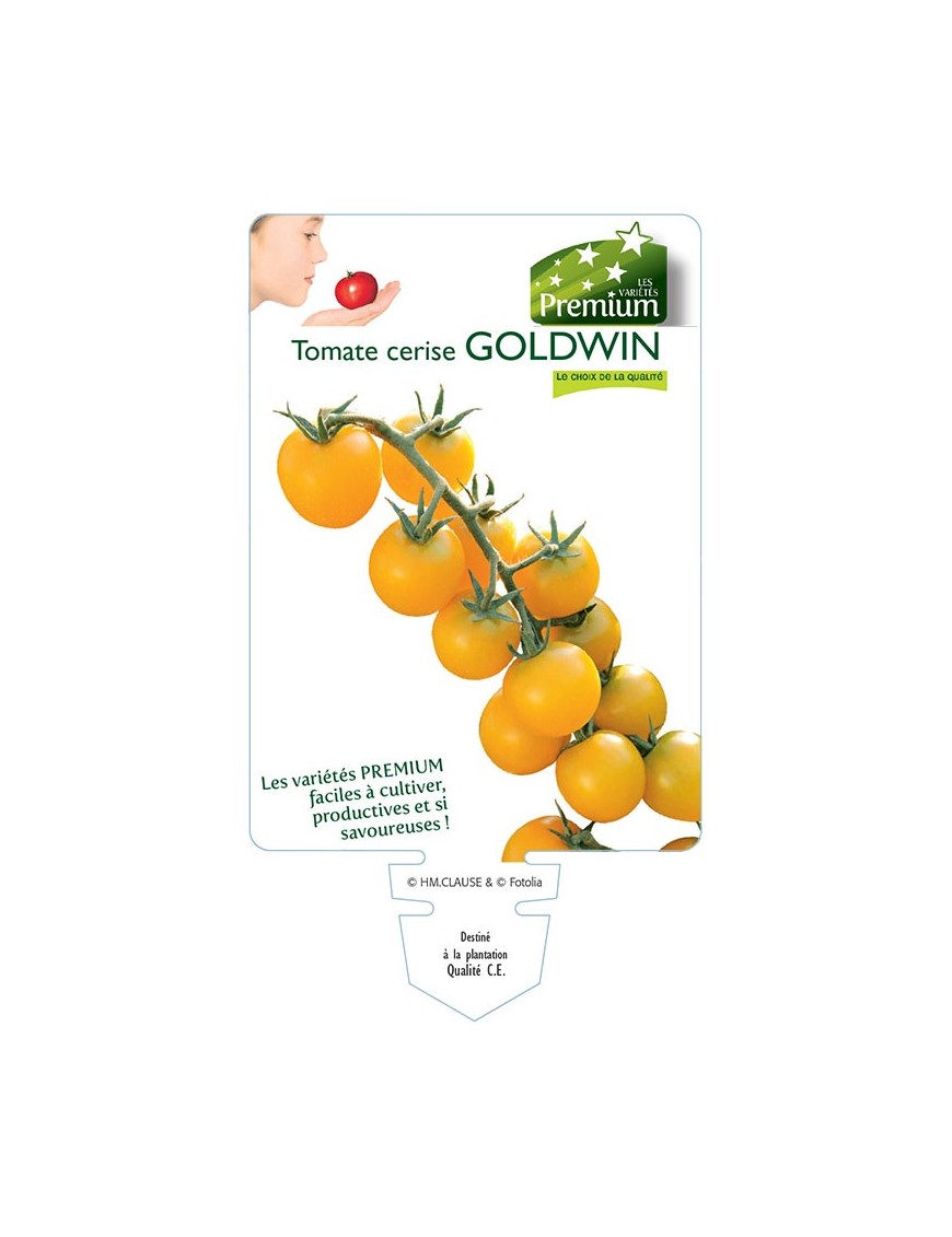 Tomate cerise GOLDWIN