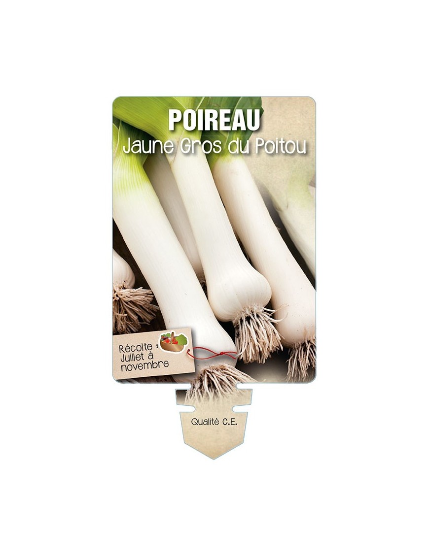 Poireau jaune Gros du Poitou