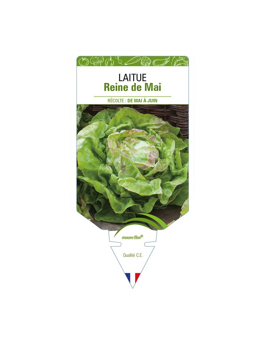 Laitue (pommée) Reine de Mai