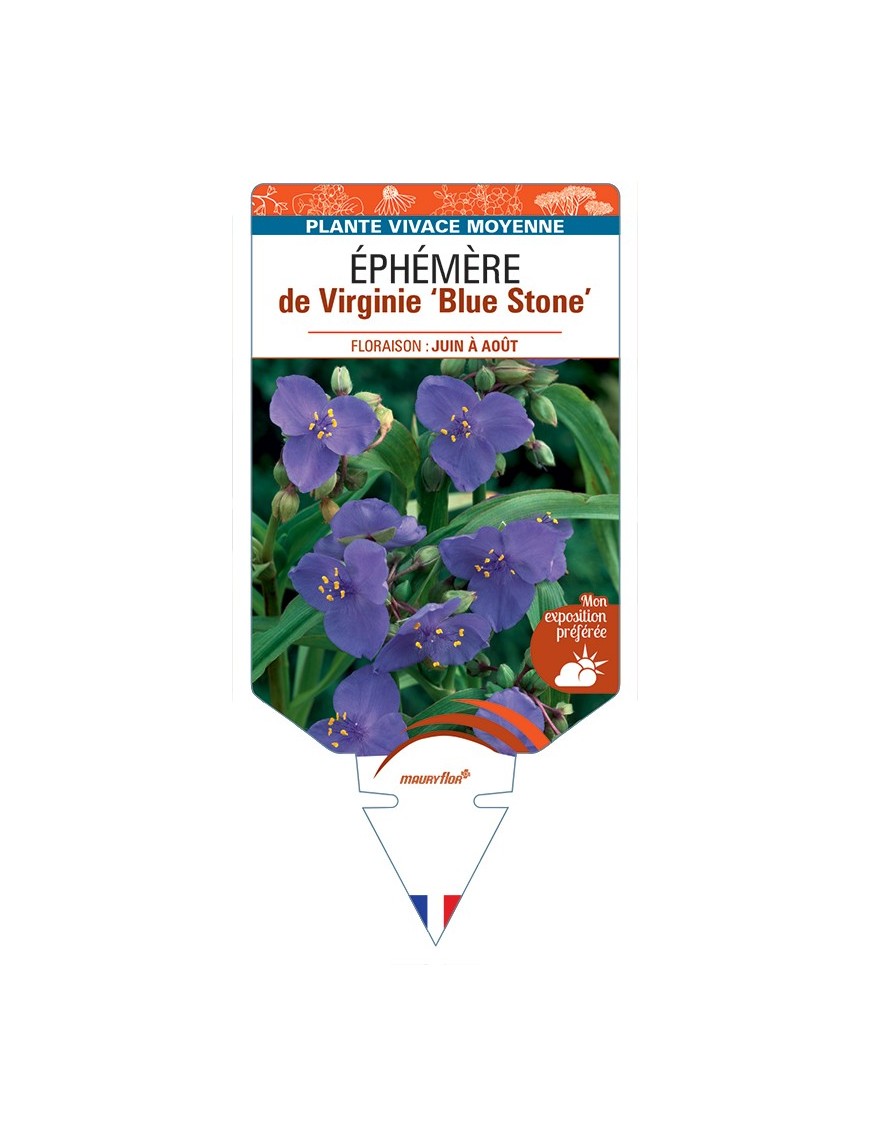 TRADESCANTIA Blue Stone voir Éphémère de Virginie