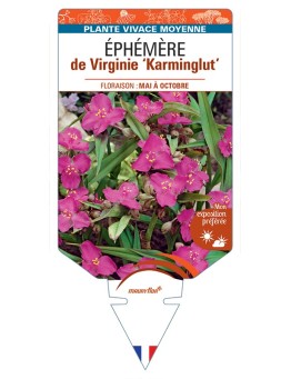 TRADESCANTIA Karminglut voir Éphémère de Virginie