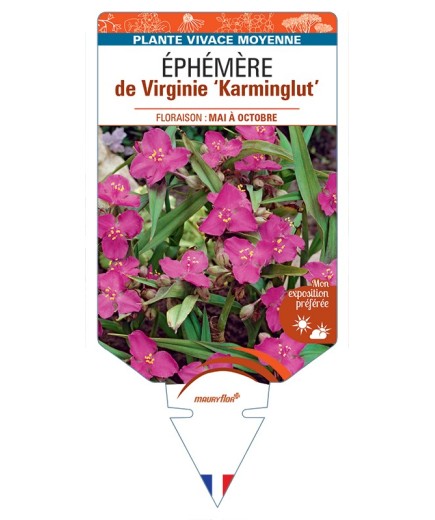TRADESCANTIA Karminglut voir Éphémère de Virginie