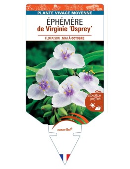 TRADESCANTIA Osprey voir Éphémère de Virginie