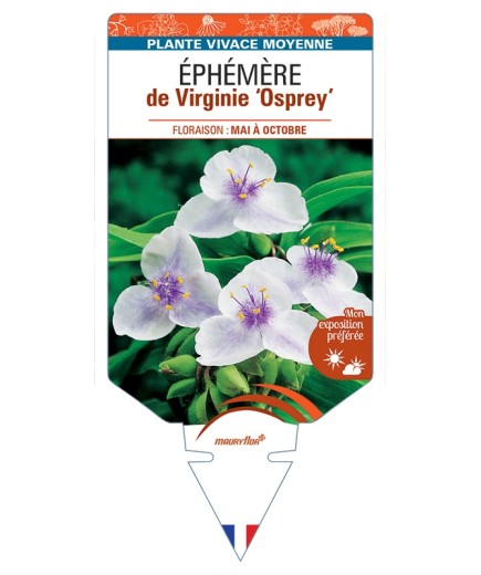 TRADESCANTIA Osprey voir Éphémère de Virginie