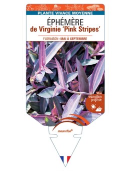 TRADESCANTIA Pink Stripes