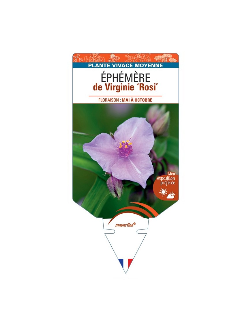 TRADESCANTIA Rosi voir Éphémère de Virginie