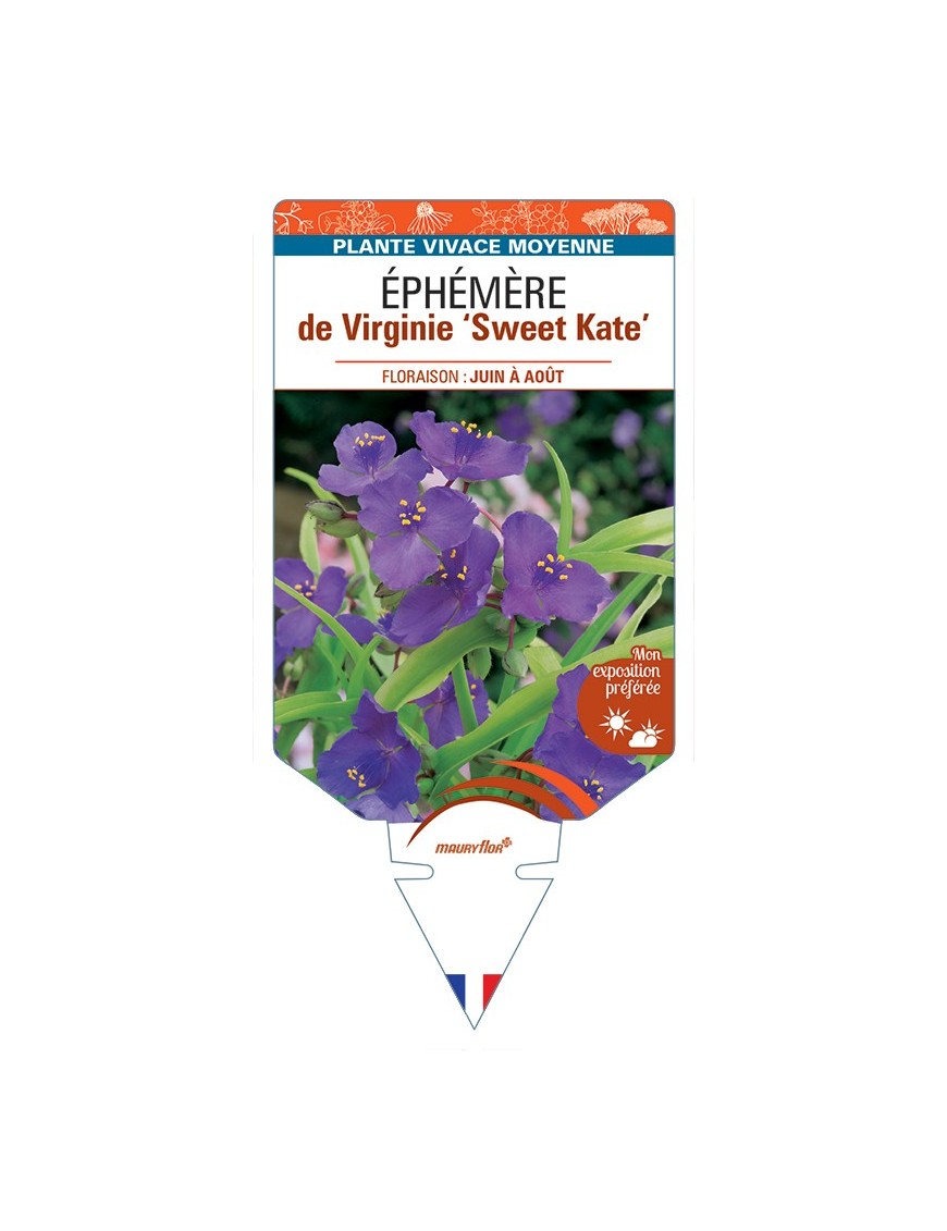 TRADESCANTIA Sweet Kate voir Éphémère de Virginie