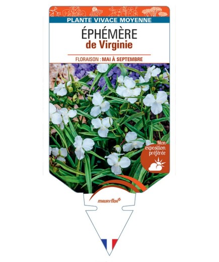 TRADESCANTIA VIRGINIANA voir Éphémère de Virginie (blanc)