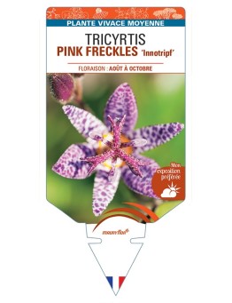 TRICYRTIS PINK FRECKLES Innotripf