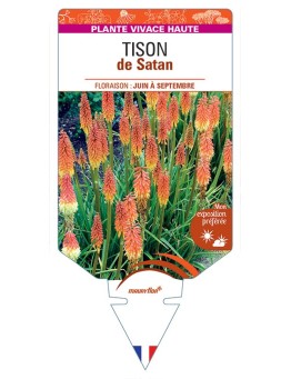 TRITOMA uvaria voir Tison de Satan