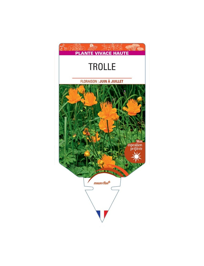 TROLLIUS CHINENSIS (orange) voir Trolle