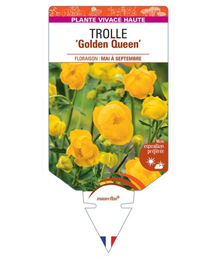 TROLLIUS chinensis Golden Queen voir Trolle