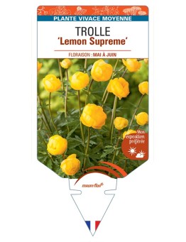 TROLLIUS europaeus compactus Lemon Supreme voir Trolle