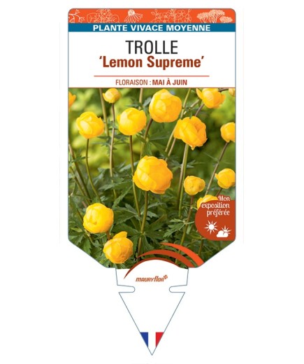 TROLLIUS europaeus compactus Lemon Supreme voir Trolle