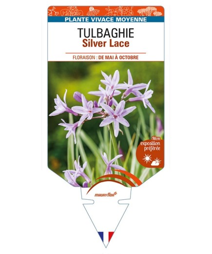 TULBAGHIA (violacea) Silver Lace