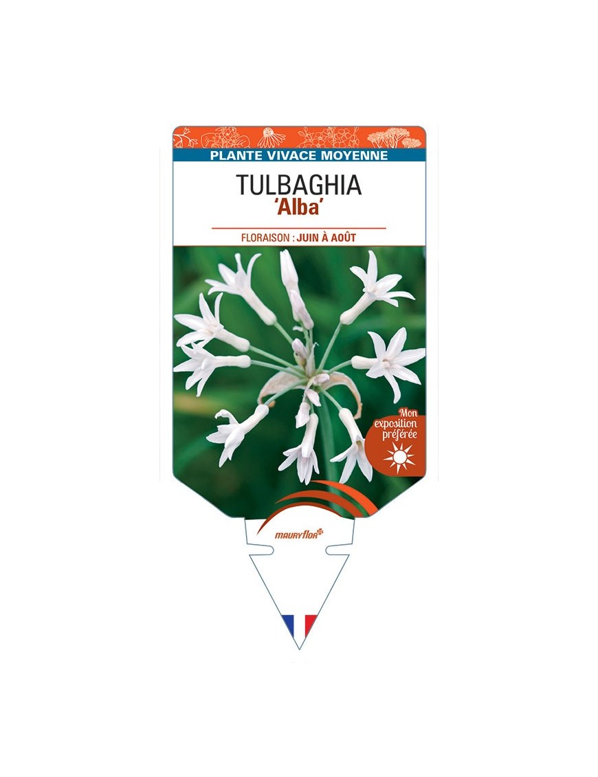 TULBAGHIA alba