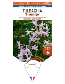 TULBAGHIA Flamingo
