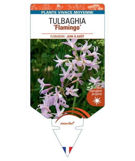 TULBAGHIA Flamingo