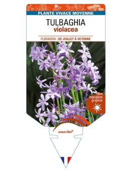 TULBAGHIA violacea