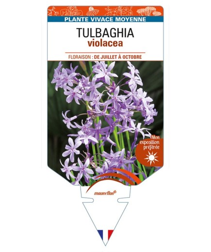TULBAGHIA violacea