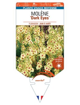 VERBASCUM Dark Eyes voir Molène