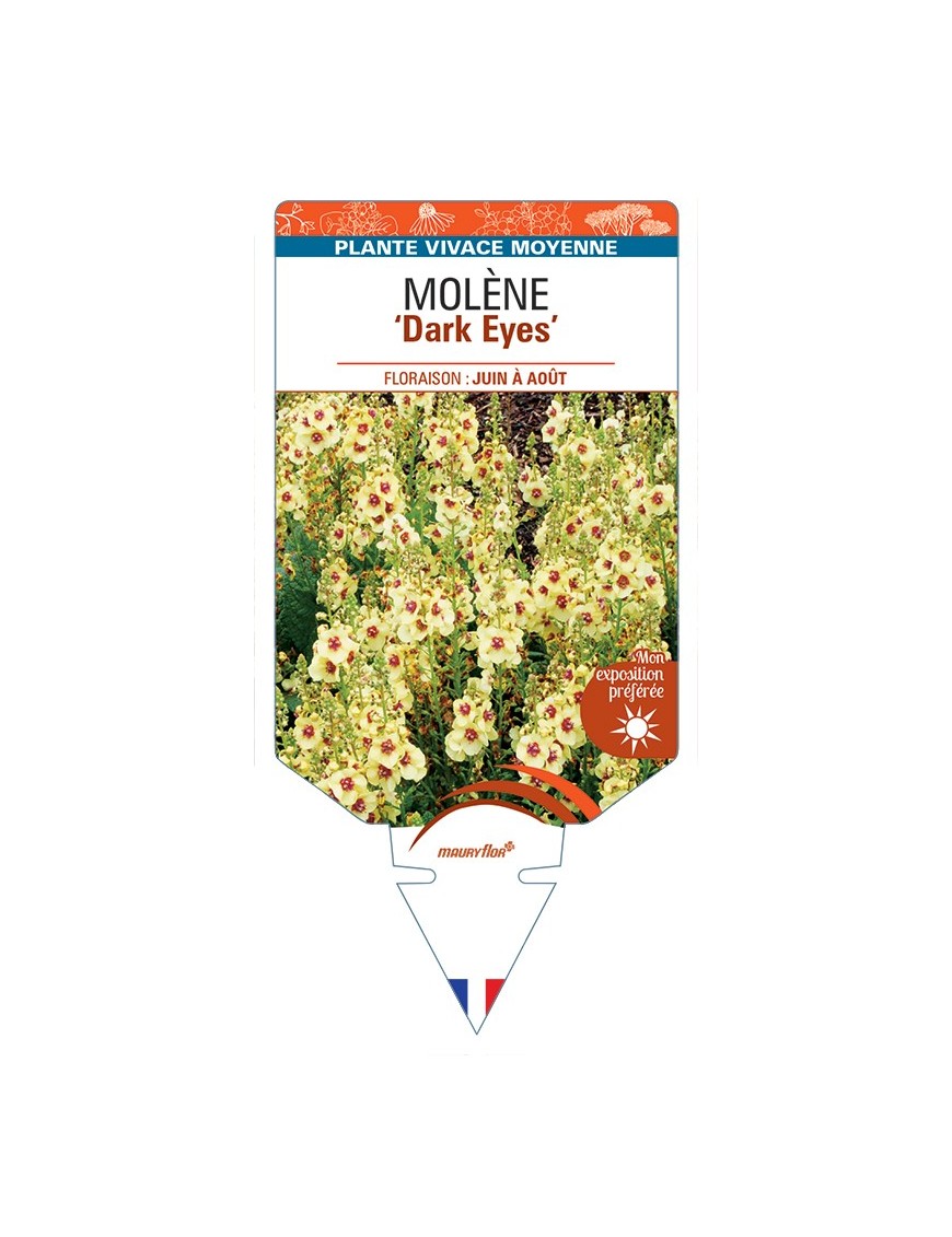 VERBASCUM Dark Eyes voir Molène