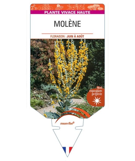 VERBASCUM HYBRIDE voir Molène (jaune)