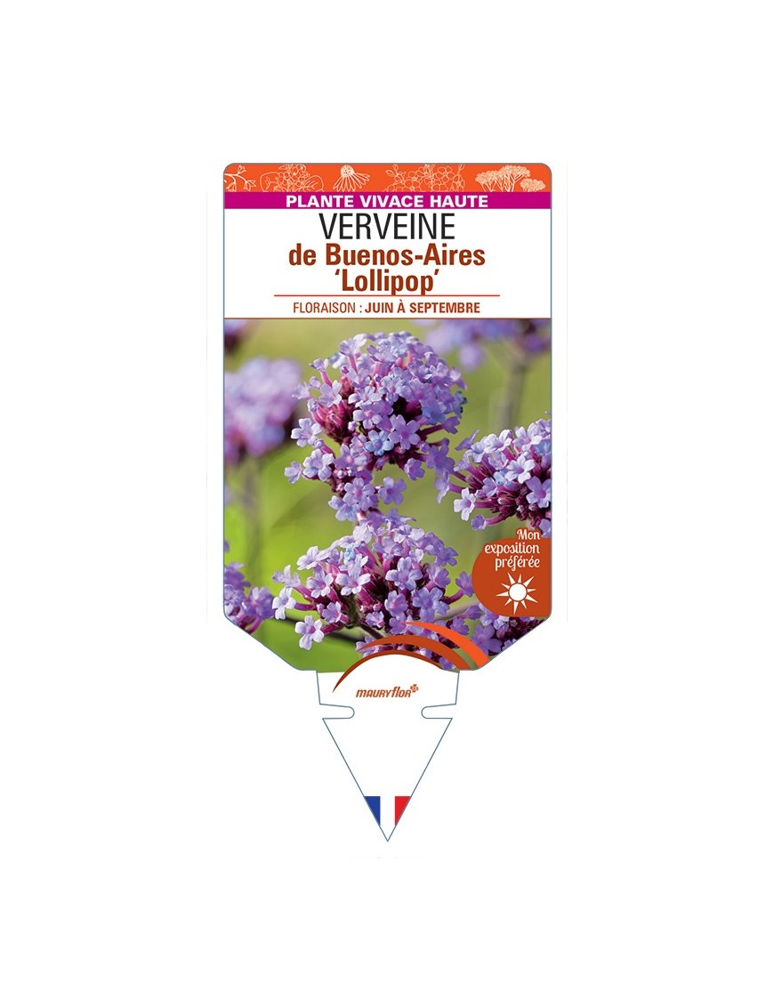 VERBENA bonariensis Lollipop voir Verveine de Buenos-Aires