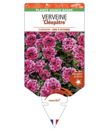 VERBENA Cléopâtre voir Verveine