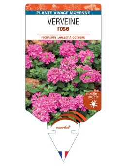 VERBENA pendula voir Verveine (rose)
