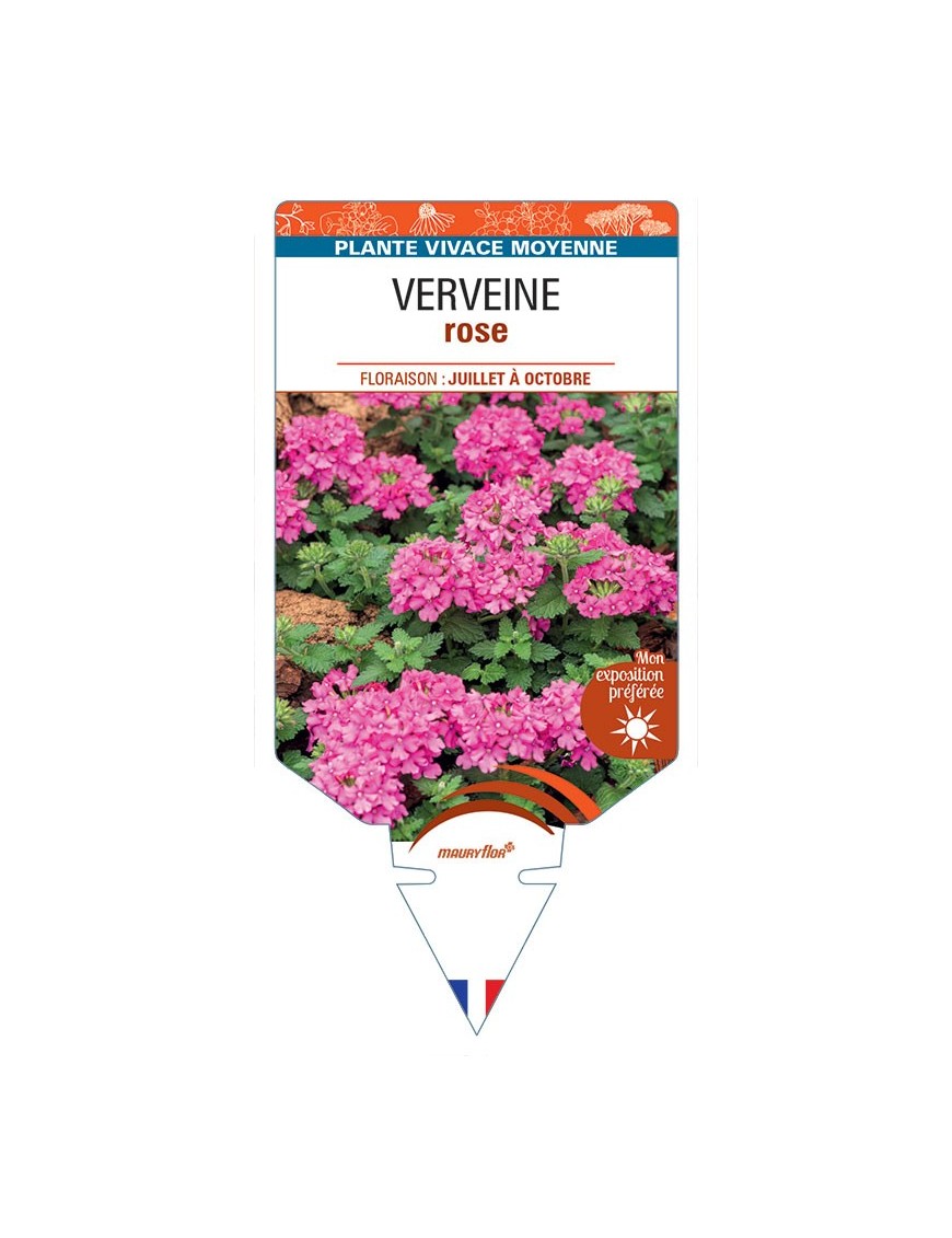 VERBENA pendula voir Verveine (rose)