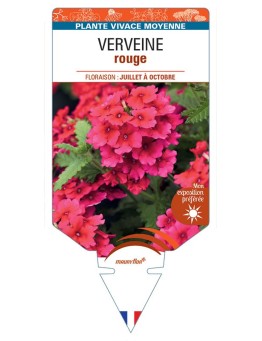 VERBENA pendula voir Verveine (rouge)