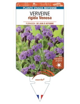 VERBENA rigida Venosa voir Verveine