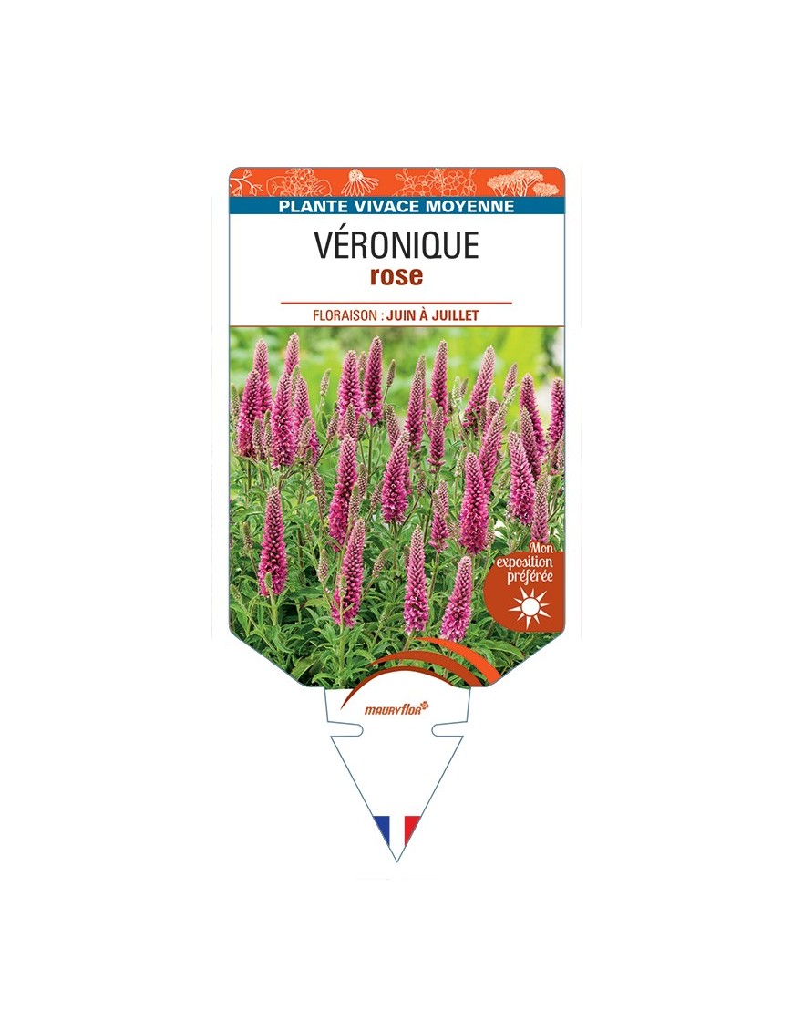 VERONICA (longifolia (rose)