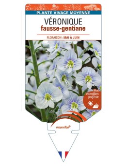 VERONICA GENTIANOIDES voir Véronique fausse-gentiane