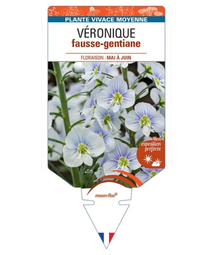 VERONICA GENTIANOIDES voir Véronique fausse-gentiane
