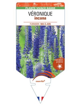 VERONICA INCANA voir Véronique
